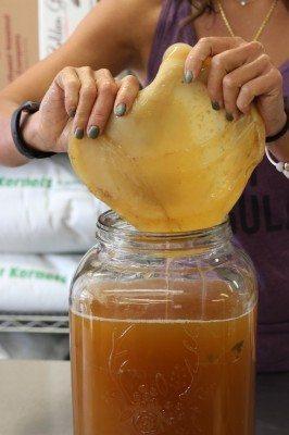 How to Make Flavoured Kombucha - Organika Health Products