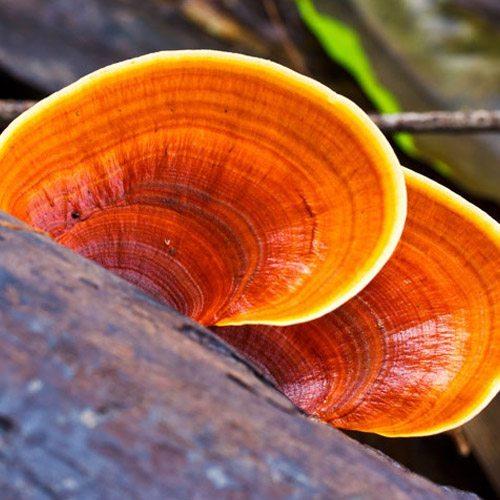 Reishi Mushrooms -