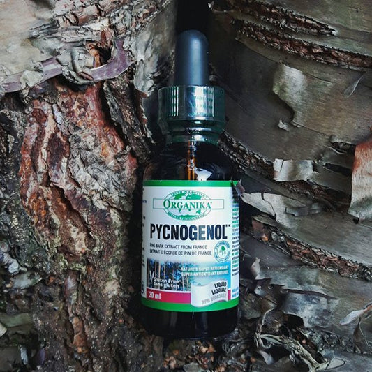 7 Health Benefits of Nature's Most Powerful Anti-oxidant, Pycnogenol® - Organika Health Products