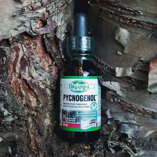7 Health Benefits of Nature's Most Powerful Anti-oxidant, Pycnogenol® - Organika Health Products