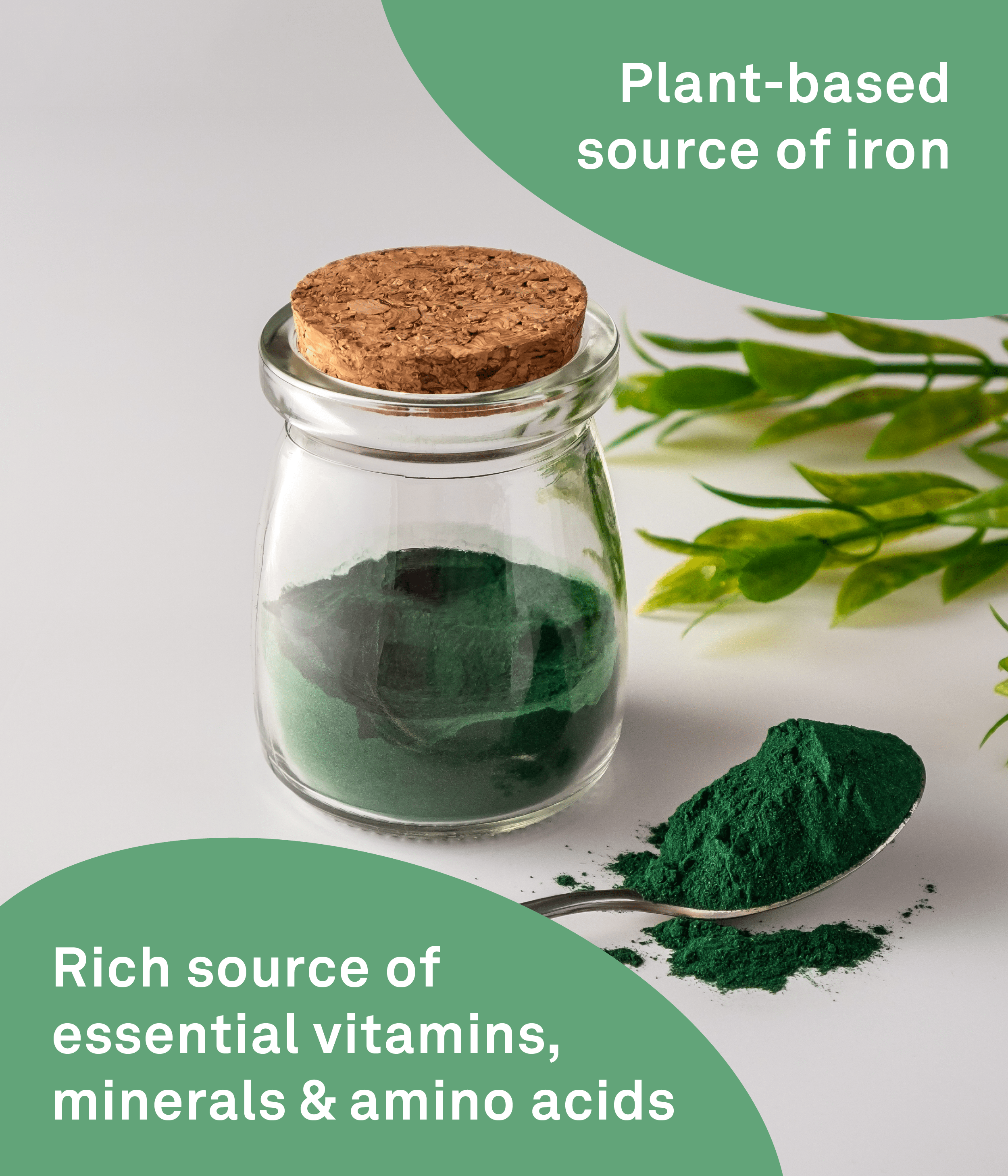 Spirulina + B12 - 300 g - Organika Health Products